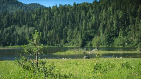 A small pine grew on the bank of a mountain river Stock Footage 105946397