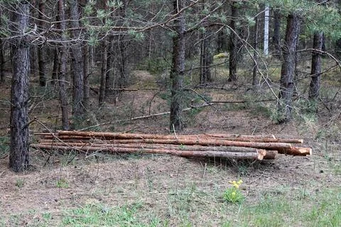 Small pine logs lie in stacks on dry forest ground after selective thinning.. 스톡 사진