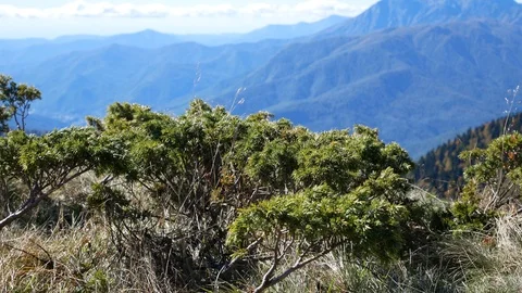 Small Pine In Mountains Vídeo Stock 99342302