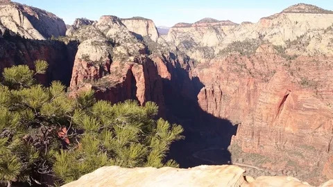 Small Pine overlooking deep canyon Stock Footage 93996287