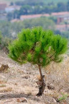 Small pine 写真素材