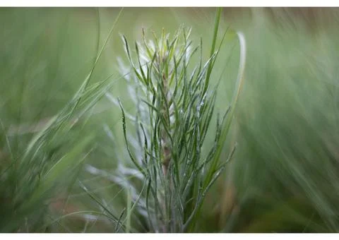 Small Pine plant on green texture background Stock Photos