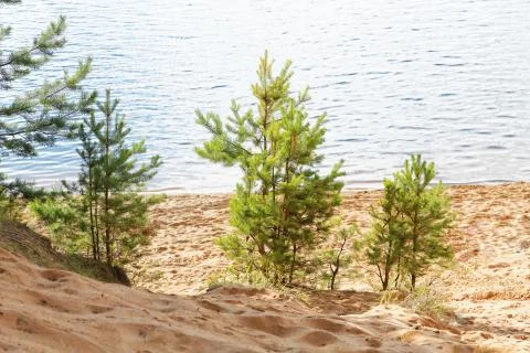 Small pine on the sandy beach Stock Photos