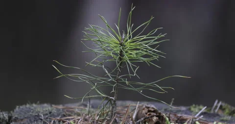 Small pine seedling, 4K slomo Stock Footage 228882220
