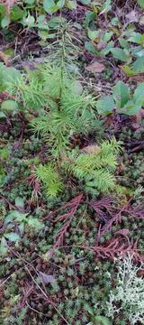 Small pine seedling growing up through forest floor Stock Photos