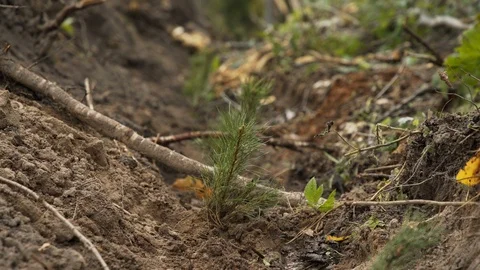 Small pine seedlings in ground. Restoration of forest plantations by new 스톡 동영상 126547083