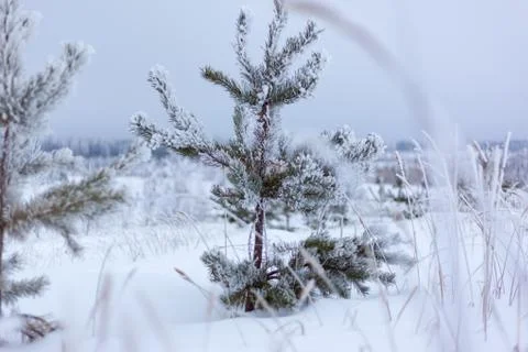 Small pine in the snow Stock Photos