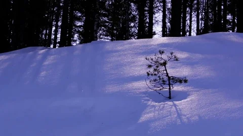Small pine in snowy forest Stock Footage 73871945