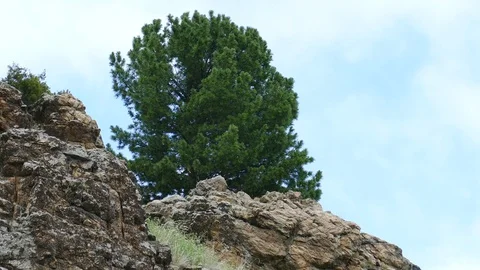 A small pine on top of a mountain. Stock Footage 82218746