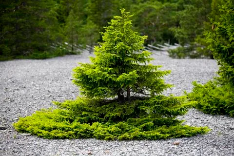 Small pine tree and limestone gravel.jh Stock Photos