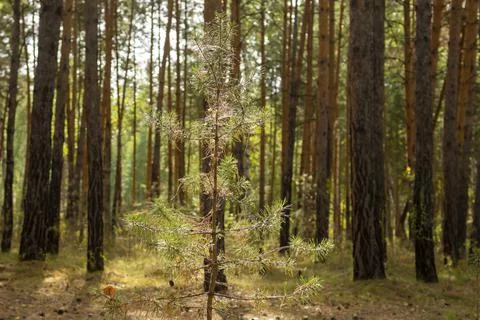 Small pine tree in the autumn forest in the morning sun Stock Photos