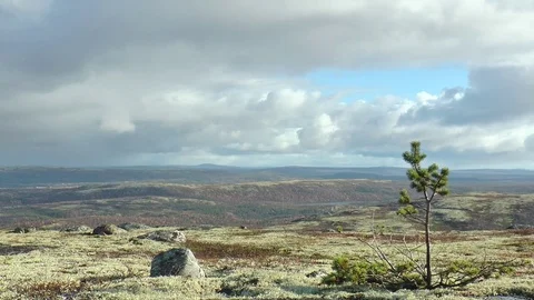 A small pine tree on the background of a hilly plain and a picturesque sky. Stock Footage 75419531