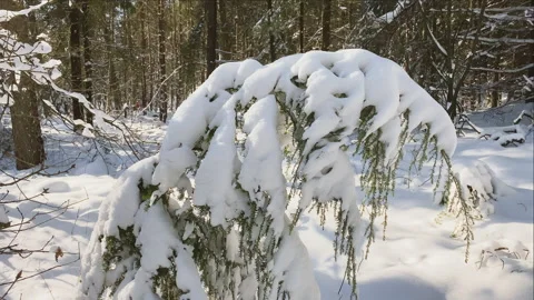 Small pine tree bends through the weight of snow Stock Footage 219413326