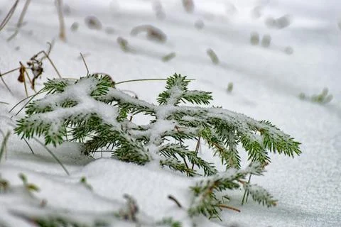 A small Pine tree branch in the snow Stock Photos