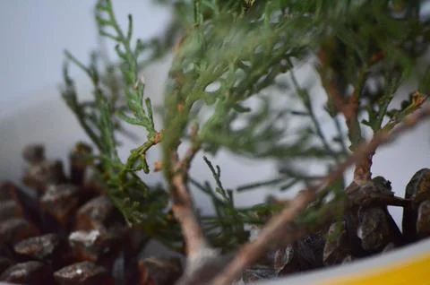 A small pine tree with brown cones in a yellow bowl.  Stock Photos