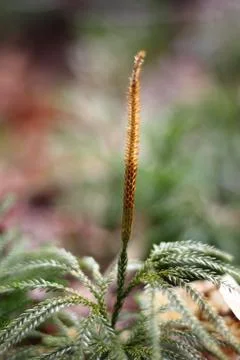 Small pine tree bud in the forest Stock Photos
