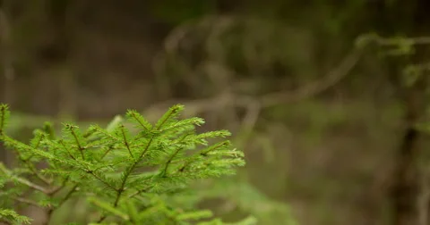 Small pine tree camera tracking 動画素材 49164287