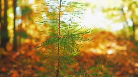 Small pine tree in a clearing. Beautiful Sun Sunshine In Autumn Woods. 動画素材 252983710