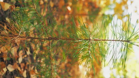 Small pine tree in a clearing. Beautiful Sun Sunshine In Autumn Woods. 動画素材 252987381