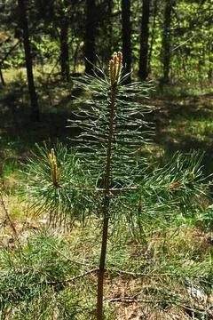 Small pine tree close-up. Fresh sprouts on pine branches. Foto stock