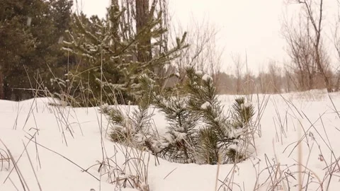 Small Pine tree covered with snow. Woods during snowstorm in Mountains in Turkey Stock Footage 170195584