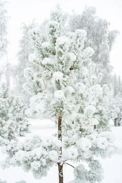 Small pine tree covered with snow on a cloudy day Stock Photos