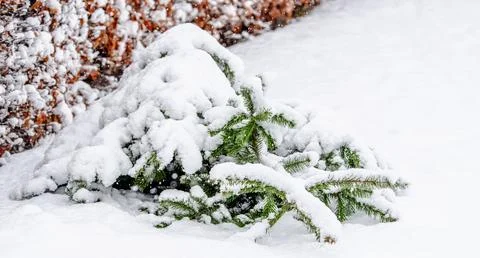 A small pine tree covered in snow Stock Photos