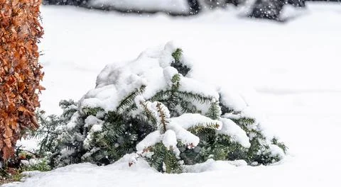 A small pine tree covered in snow Stock Photos