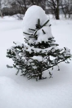 Small Pine Tree Covered in Snow in Winter Outdoors on Cloudy Day Weather Foto stock