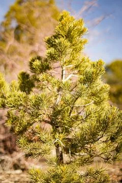 Small Pine Tree in Forest 库存照片
