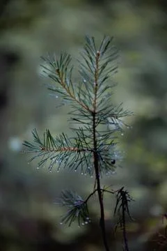 Small pine tree in a green forest Foto stock