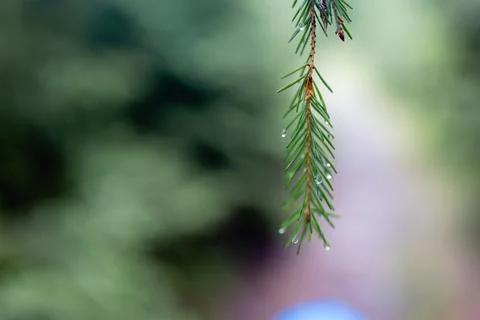 Small pine tree in a green forest Foto stock
