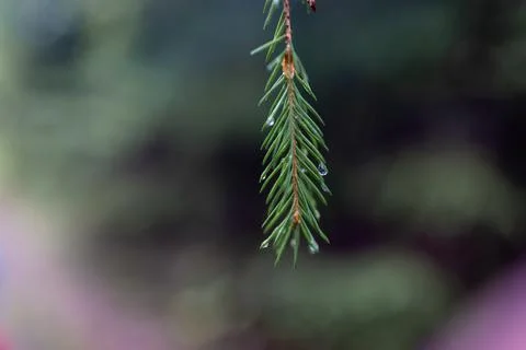 Small pine tree in a green forest Stock Photos