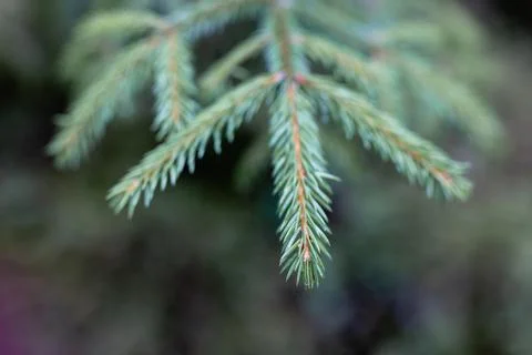 Small pine tree in a green forest Stock Photos