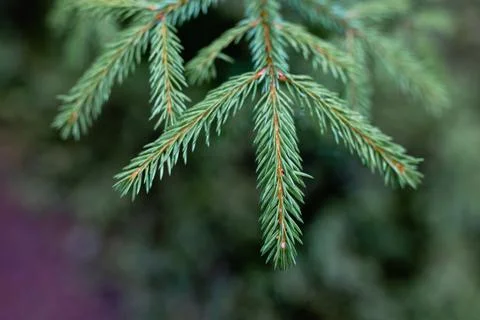 Small pine tree in a green forest Stock Photos