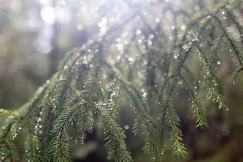 Small pine tree in a green forest Foto stock