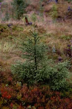 Small pine tree in a green forest Foto stock