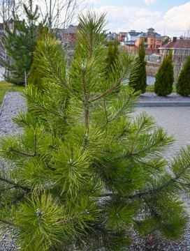 Small pine tree on a green lawn in the countryside. Trimmed thujas on pavement. Stock Photos
