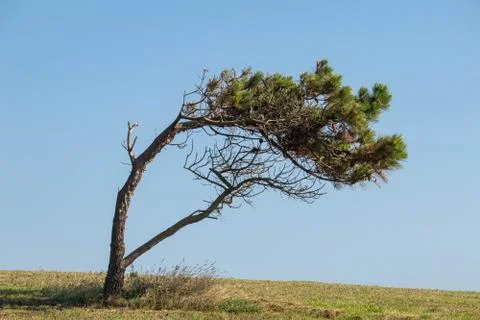 Small pine tree growing bent over by high winds on a hill side Stock Photos