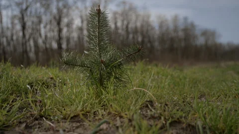 Small pine tree growing in the forest beauty panning 4k Stock Footage 269207641