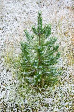 Small pine tree growing from geothermal heat ground. Stock Photos