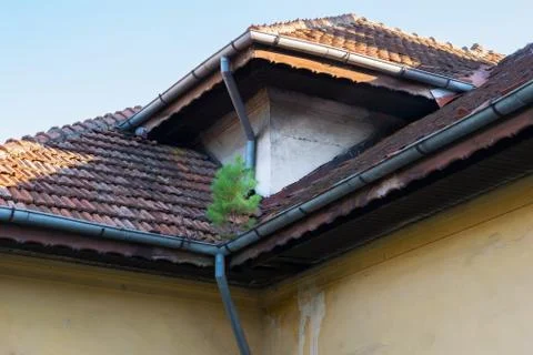A small pine tree is growing in the gutter of a neglected house roof Stock Photos