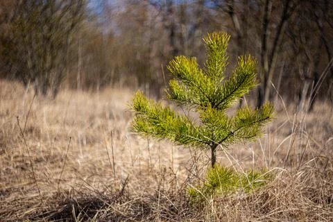 Small pine tree growing in the middle of dry grass Stock Photos