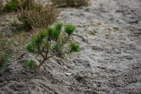A small pine tree that grows bravely at the end of a sandy path Stock Photos