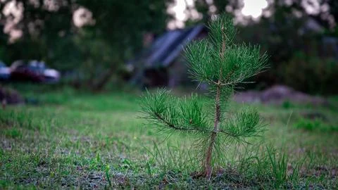 A small pine tree grows in a clearing, rich colors Stock Photos