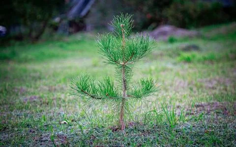 A small pine tree grows in a clearing, rich colors Stock Photos