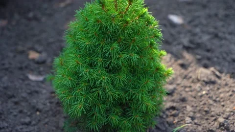 Small pine tree grows in a greenhouse Stock Footage 207438303