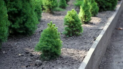 Small pine tree grows in a greenhouse Stock Footage 207440526
