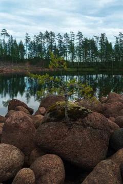 A small pine tree grows from a mossy rock against the background of a north.. Stock Photos