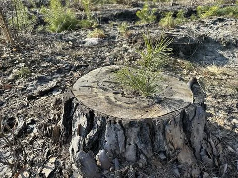 Small pine tree grows on sandy ground in a natural setting during daytime under  Fotos Stock